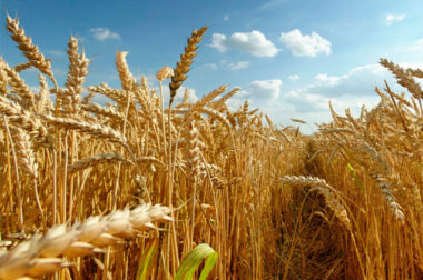 Україна експортувала аграрної продукції на $11 млрд більше, ніж імпортувала