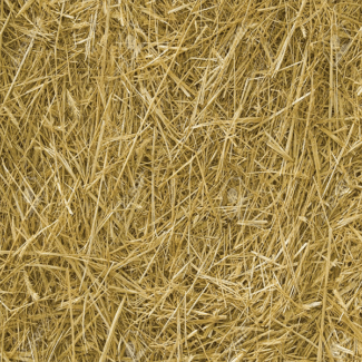 Horsch