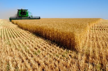 Українська пшениця зміцнює свої позиції на Філіппінському ринку